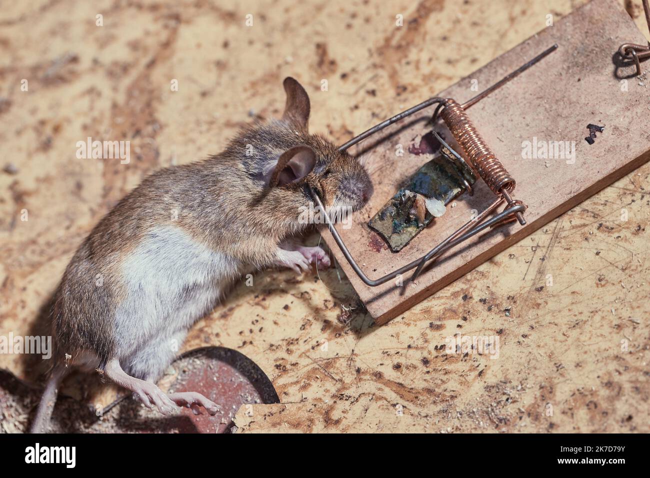 Mouse in a trap caught Stock Photo Alamy