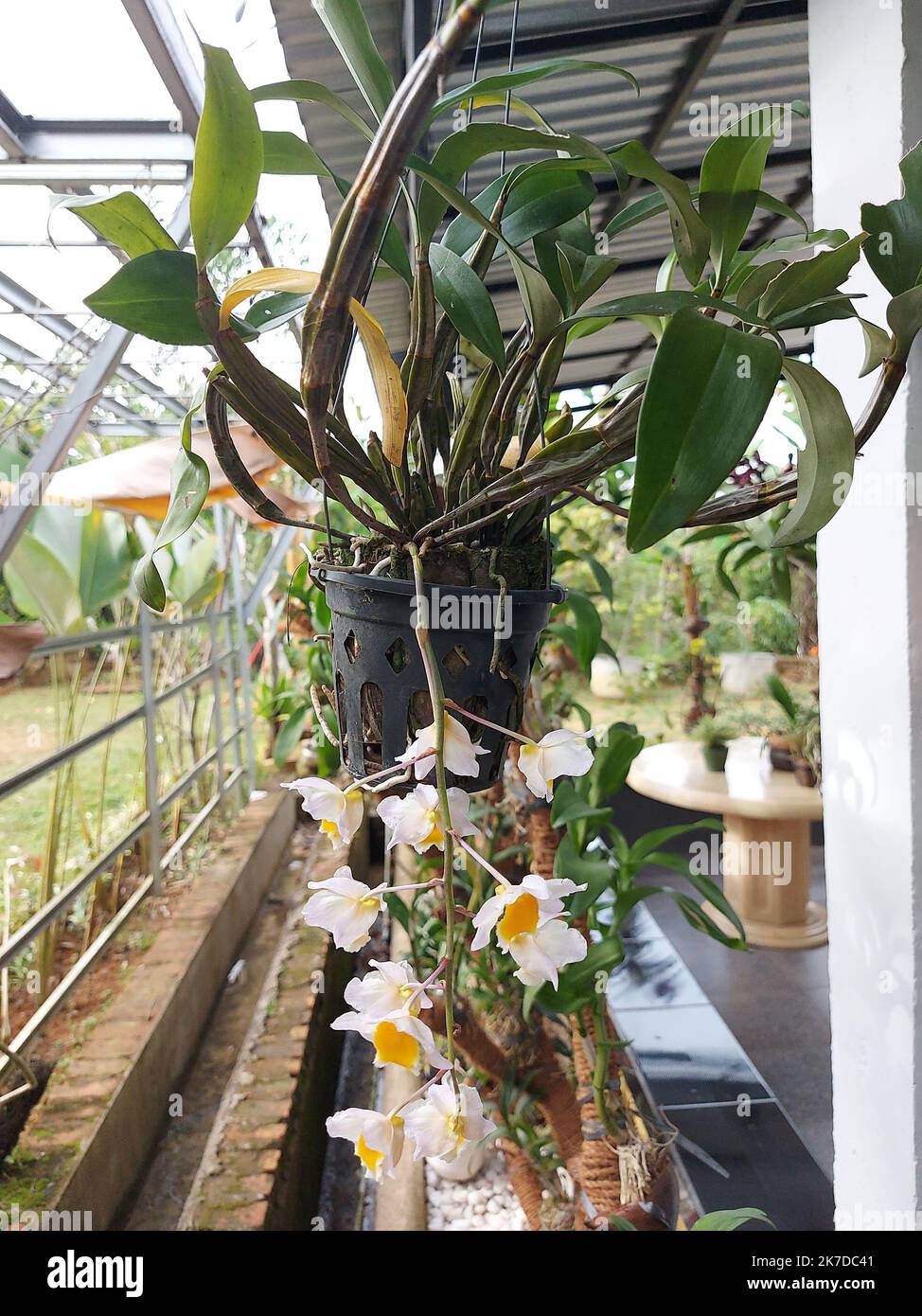 Selective focus of beautiful Dendrobium Thyrsiflorum orchid flower in garden. Its binomial name is Dendrobium Thyrsiflorum B.S Williams. Stock Photo