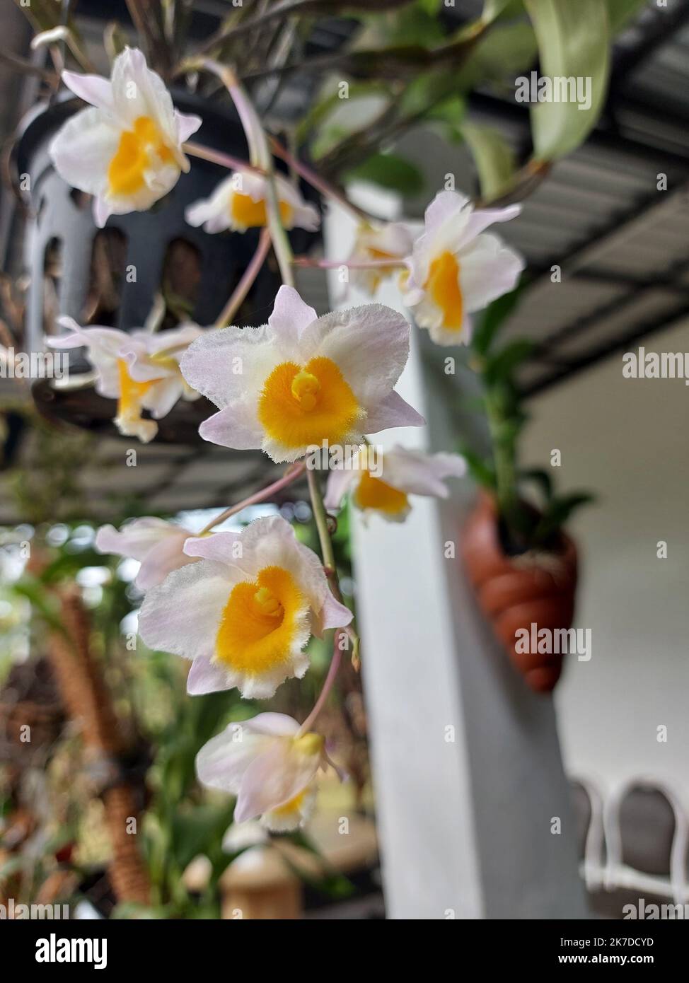 Selective focus of beautiful Dendrobium Thyrsiflorum orchid flower in garden. Its binomial name is Dendrobium Thyrsiflorum B.S Williams. Stock Photo