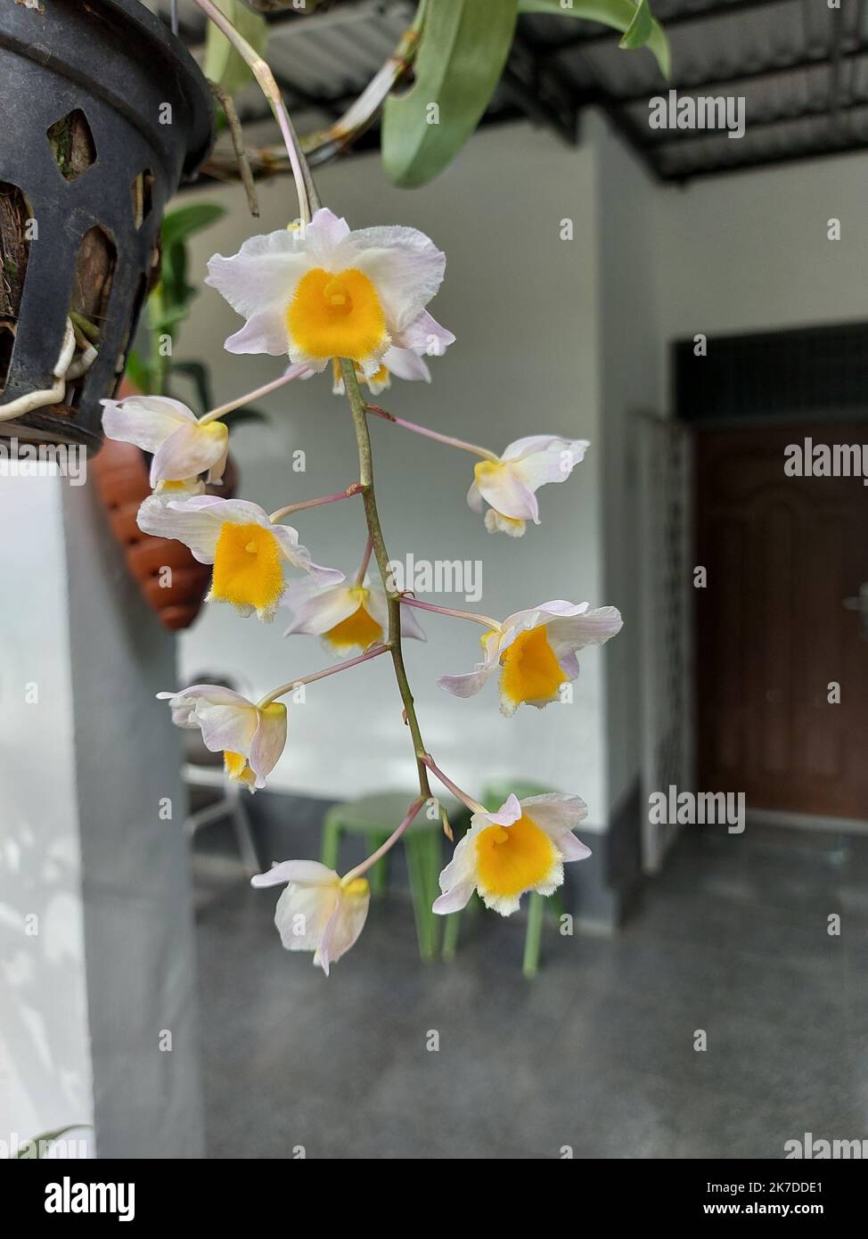 Selective focus of beautiful Dendrobium Thyrsiflorum orchid flower in garden. Its binomial name is Dendrobium Thyrsiflorum B.S Williams. Stock Photo