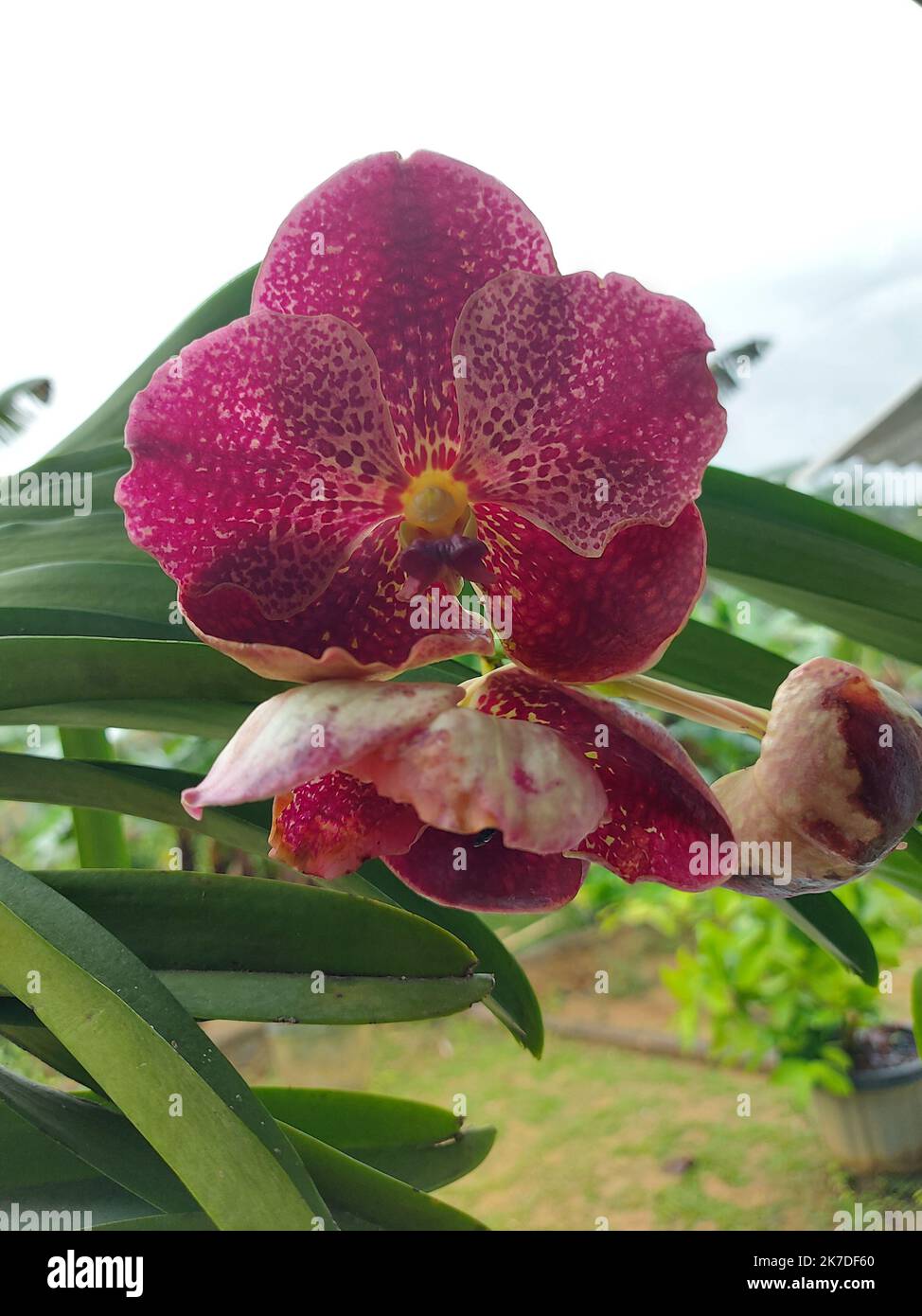 Selective focus of beautiful red vanda orchid flowers in garden on blurred background. Stock Photo