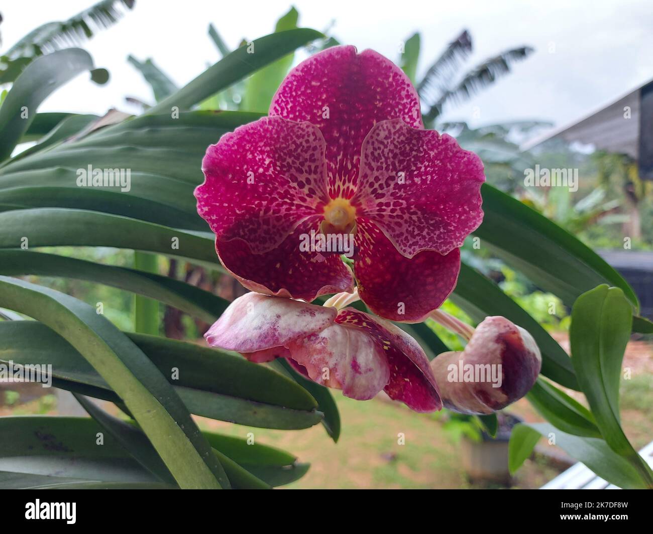 Selective focus of beautiful red vanda orchid flowers in garden on blurred background. Stock Photo