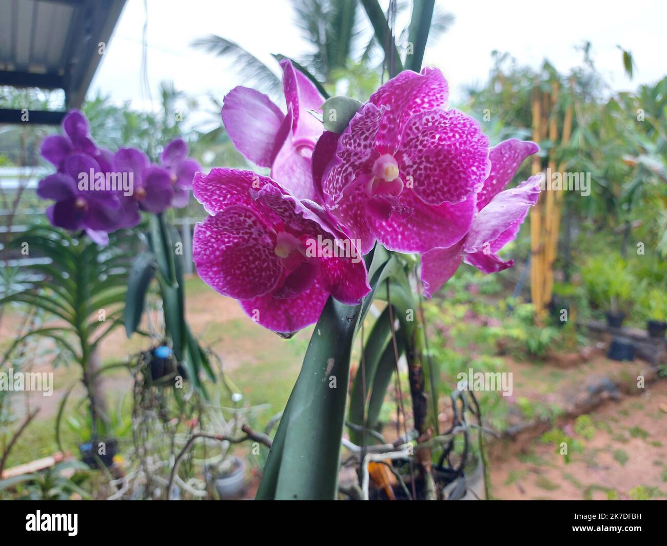 Selective focus of beautiful Vanda Pure Wax Pink orchid in garden on blurred background. Another name is Bitz's Heart x Dr. Anek, Vanda Kasem's Deligh Stock Photo