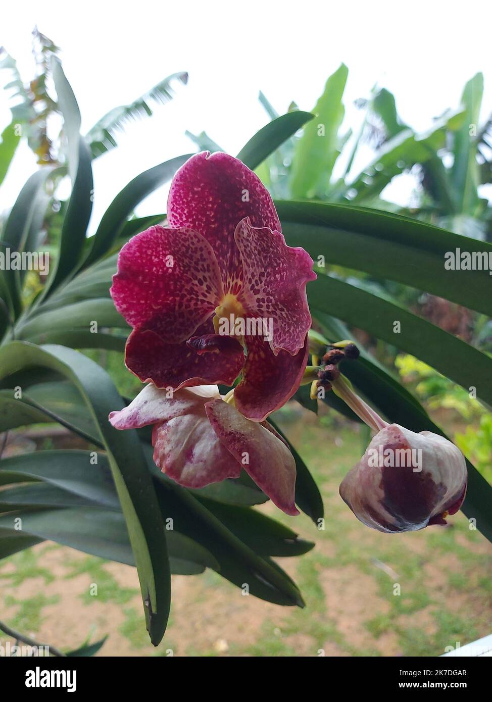 Selective focus of beautiful red vanda orchid flowers in garden on blurred background. Stock Photo