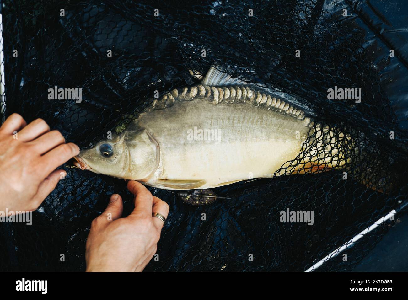 Carp in net hi-res stock photography and images - Page 7 - Alamy