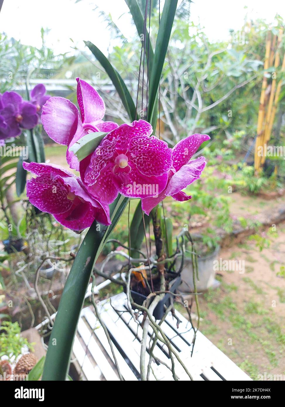 Selective focus of beautiful Vanda Pure Wax Pink orchid in garden on blurred background. Another name is Bitz's Heart x Dr. Anek, Vanda Kasem's Deligh Stock Photo