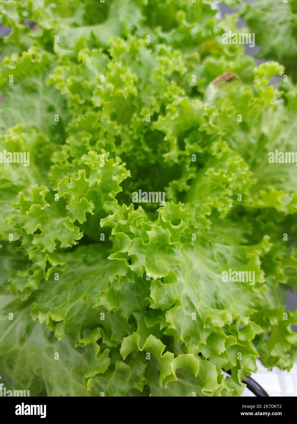 Selective focus of beautiful lettuce plants with blurred background
