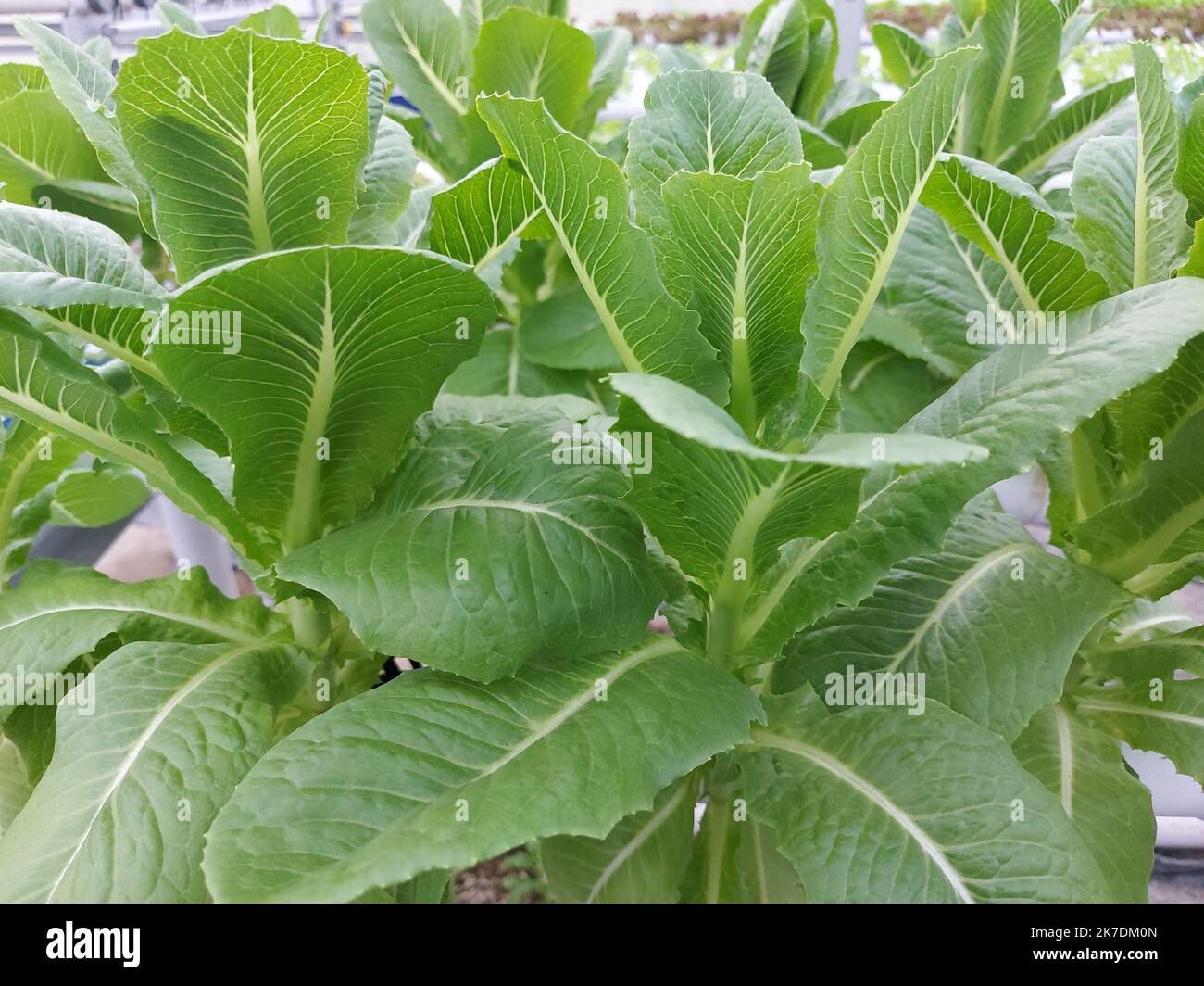 Selective focus of hydroponic vegetable plants. Stem lettuce scientific name is Lactuca sativa var angustana. Stock Photo