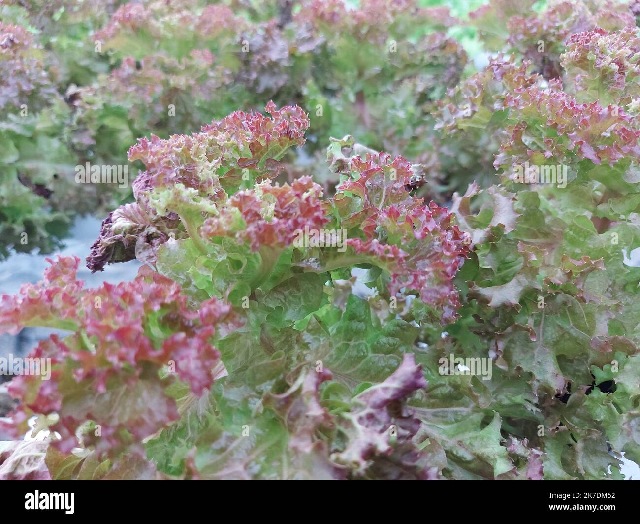 Selective focus of hydroponic vegetable plants. Stem lettuce scientific