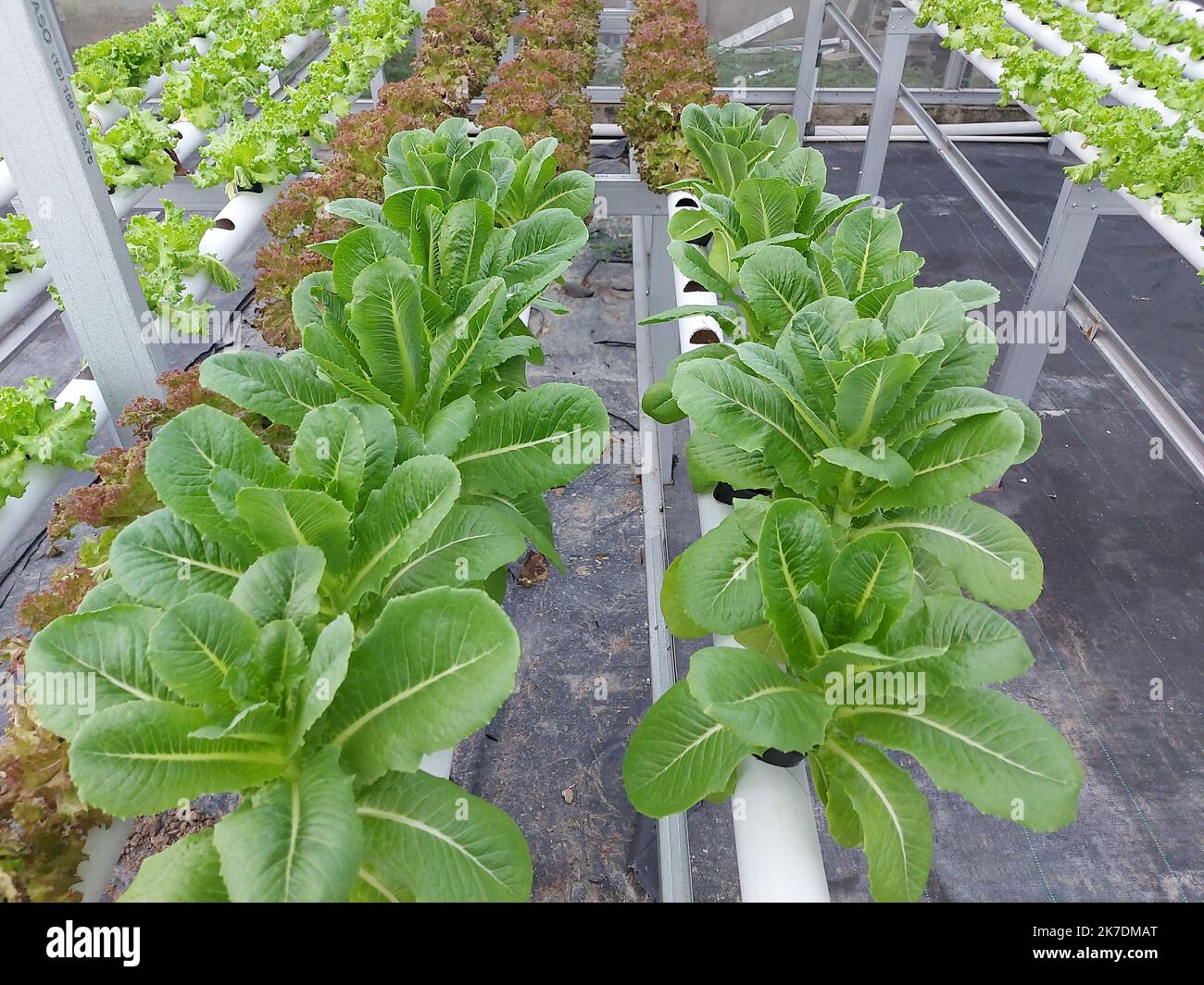 Selective focus of hydroponic vegetable plants. Stem lettuce scientific