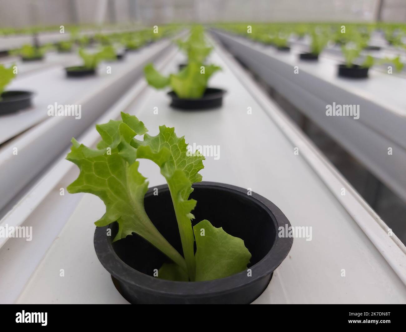 Selective focus of hydroponic lettuce plant with blurred background