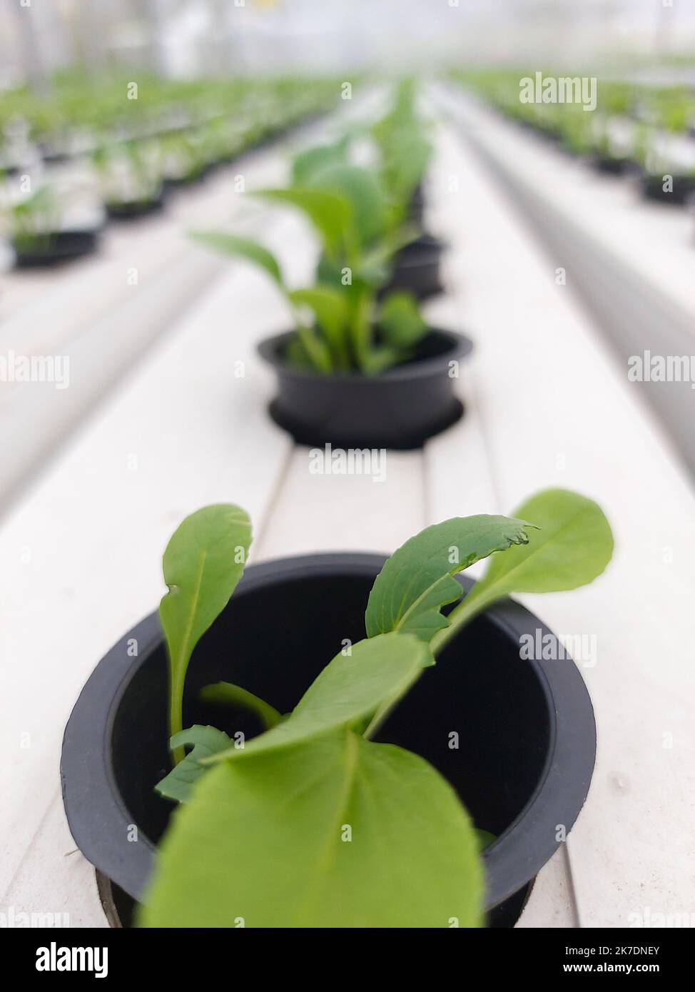 Selective focus of hydroponic lettuce plant on blurred background. Its scientific name is Lactuca sativa var angustana. Stock Photo