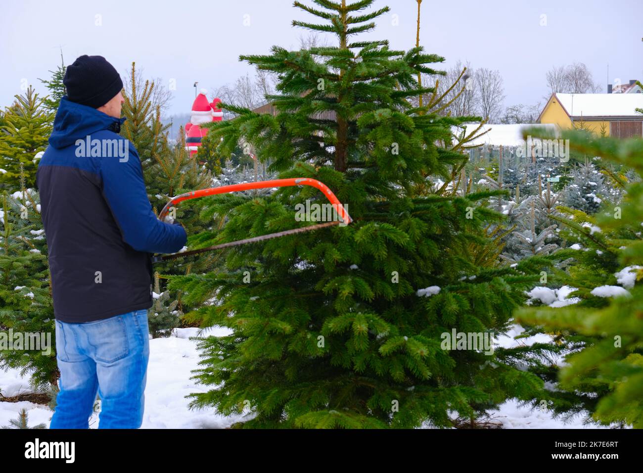 Christmas tree. man with a saw chooses a Christmas tree.Christmas traditions and customs.  Stock Photo