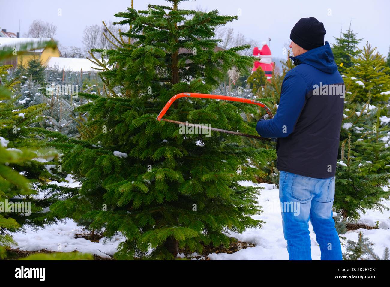 Cutting down christmas tree hires stock photography and images Alamy