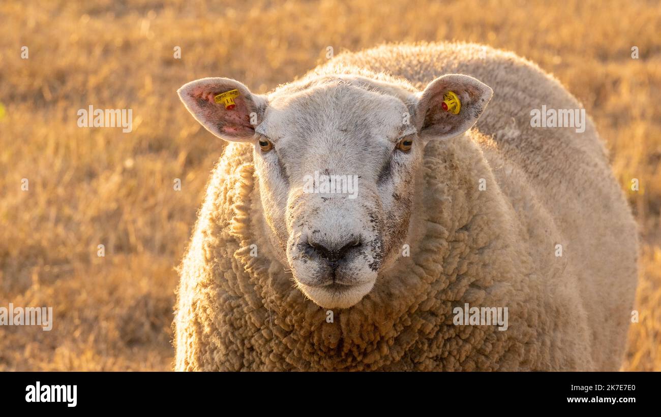Sheep portrait.Breeding sheep.Farm animals. White lamb in paddock.Sheep woolen breeds. Stock Photo