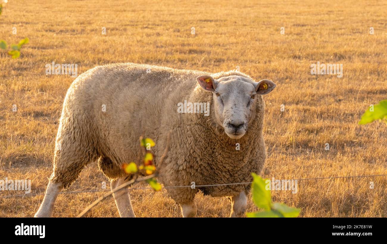 white Sheep portrait.Breeding sheep.Farm animals. White lamb in paddock.Sheep woolen breeds.Animal husbandry and agriculture concept. Stock Photo