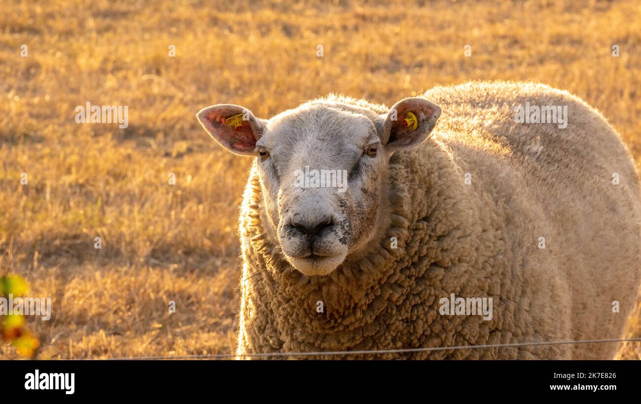 white Sheep. White lamb.Sheep woolen breeds. Breeding and rearing sheep