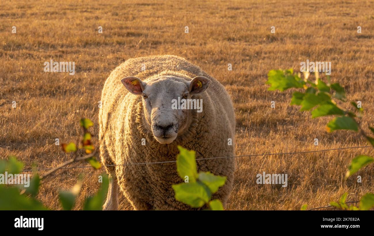 white Sheep.Breeding sheep.Farm animals.Sheep woolen breeds.Animal husbandry and agriculture concept. Stock Photo