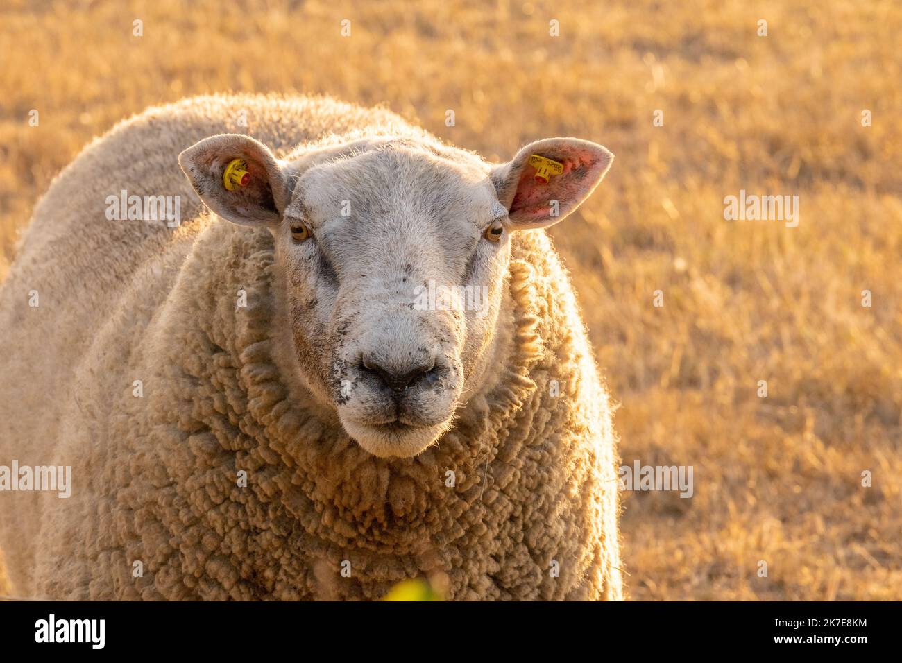 white Sheep portrait.Breeding sheep.Farm animals. White lamb in paddock.Sheep woolen breeds. Stock Photo