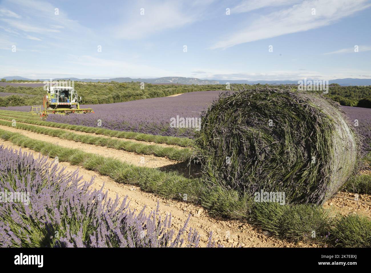 ©PHOTOPQR/LA PROVENCE/CAMOIN Eric ; Valensole ; 14/07/2021 ; plateau de
