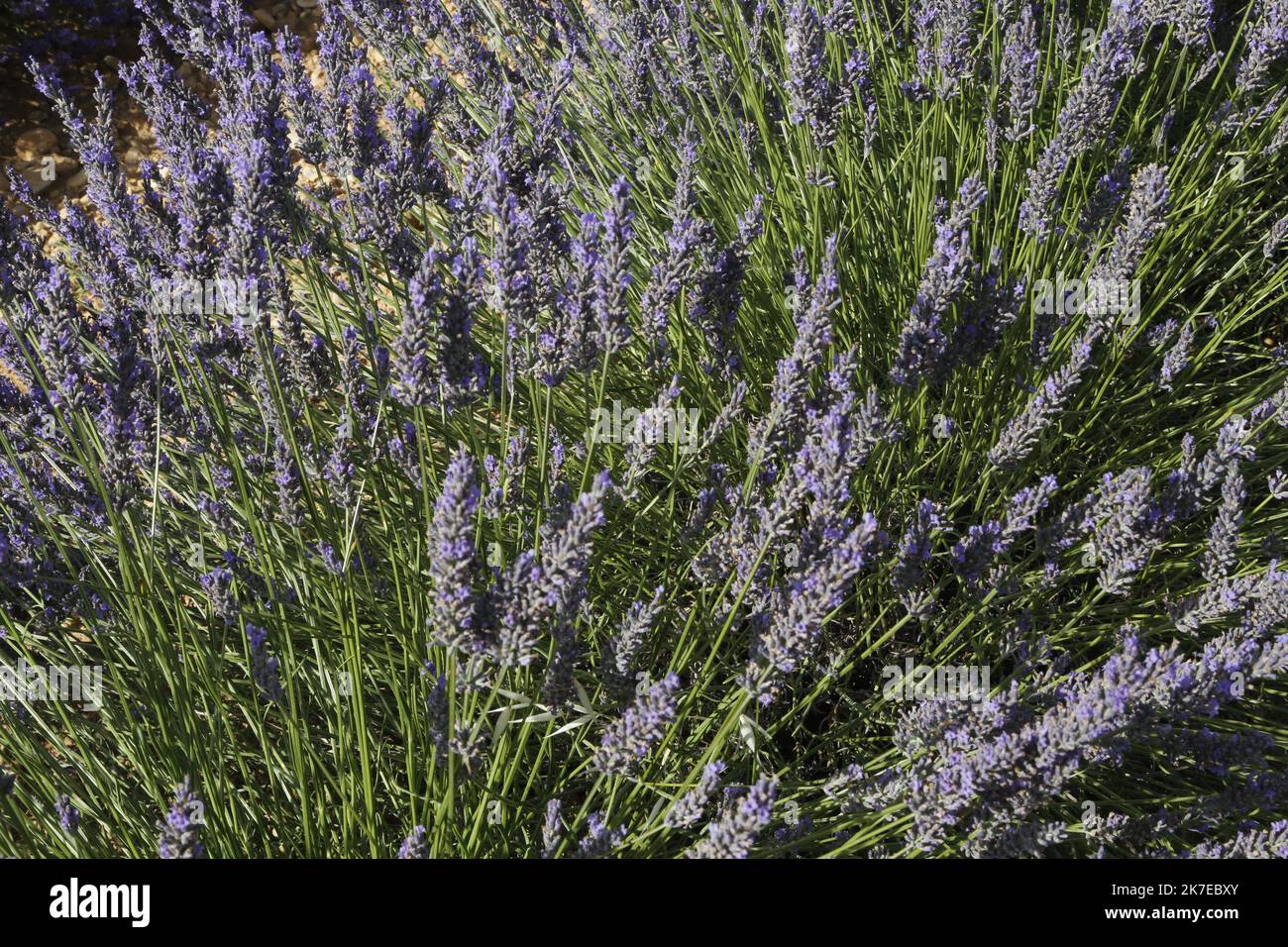 ©PHOTOPQR/LA PROVENCE/CAMOIN Eric ; Valensole ; 14/07/2021 ; plateau de