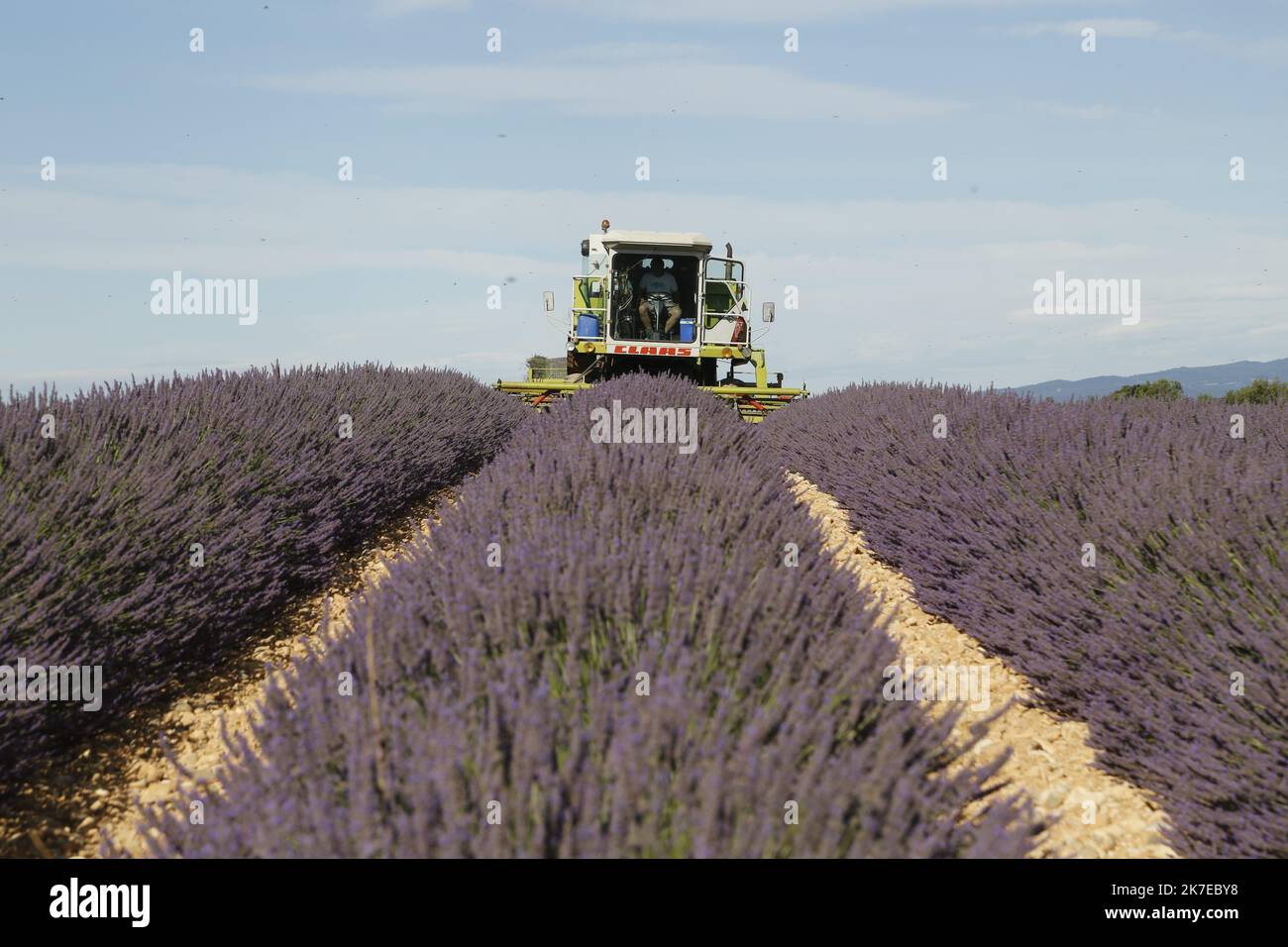 ©PHOTOPQR/LA PROVENCE/CAMOIN Eric ; Valensole ; 14/07/2021 ; plateau de