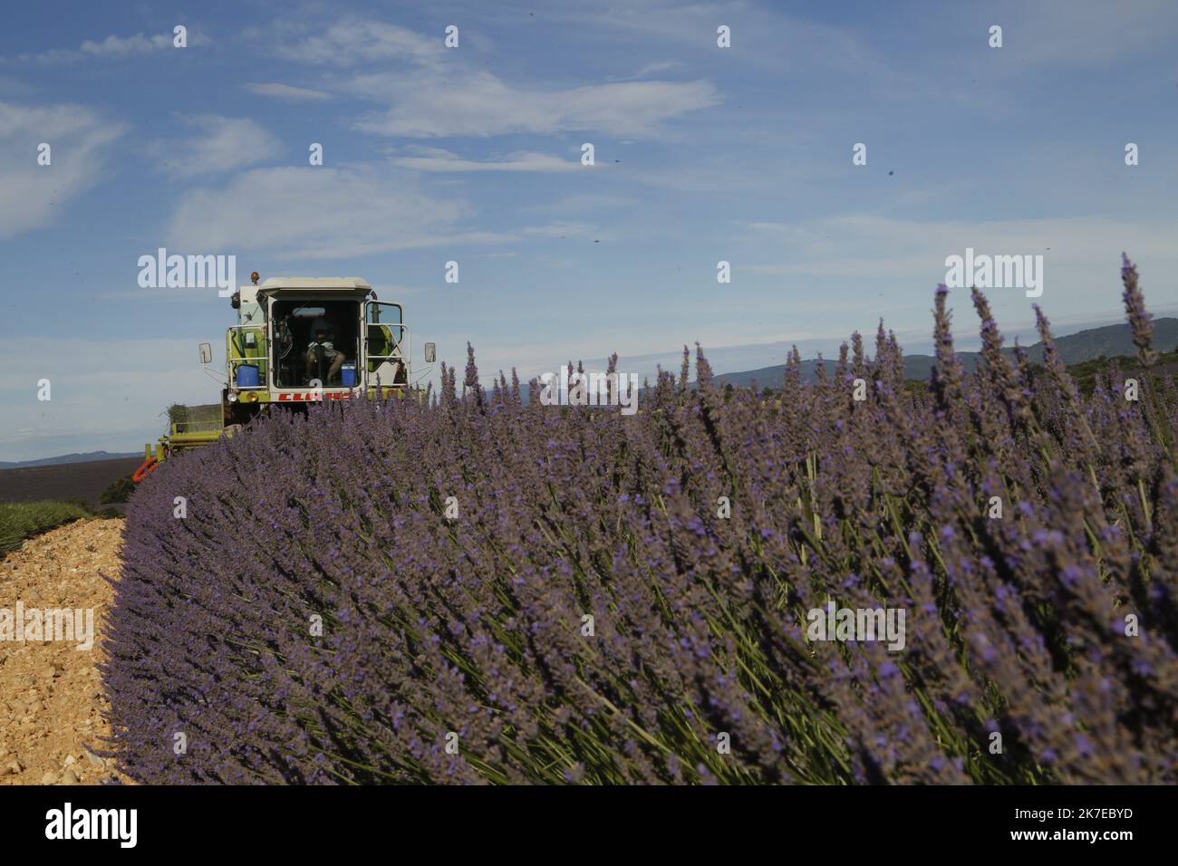 ©PHOTOPQR/LA PROVENCE/CAMOIN Eric ; Valensole ; 14/07/2021 ; plateau de
