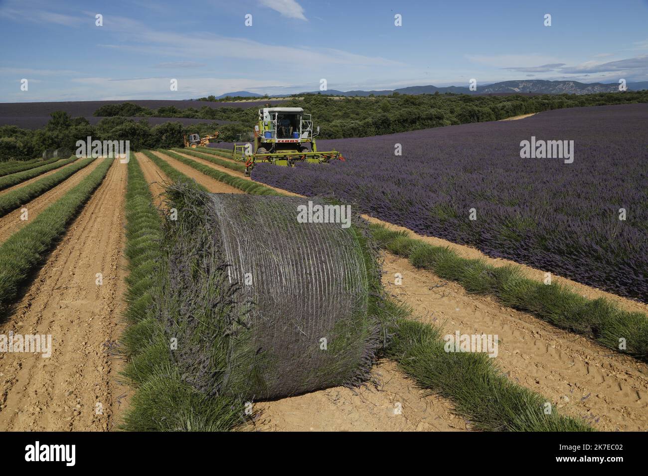 ©PHOTOPQR/LA PROVENCE/CAMOIN Eric ; Valensole ; 14/07/2021 ; plateau de