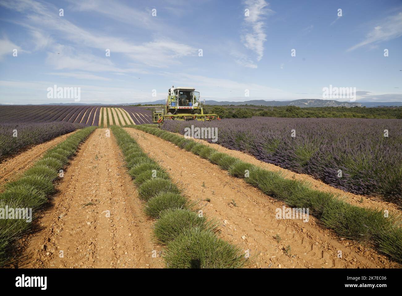 ©PHOTOPQR/LA PROVENCE/CAMOIN Eric ; Valensole ; 14/07/2021 ; plateau de