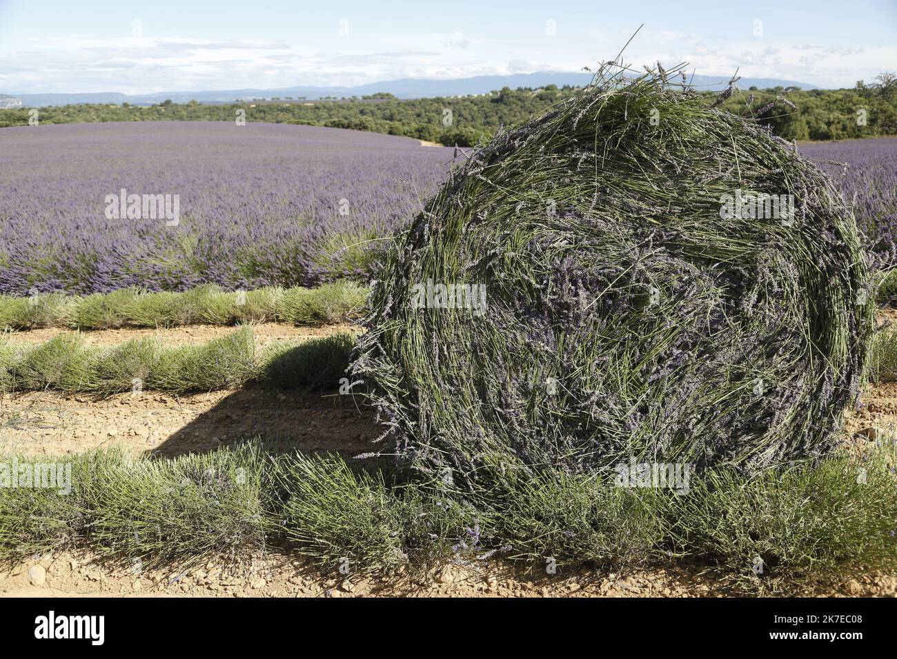 ©PHOTOPQR/LA PROVENCE/CAMOIN Eric ; Valensole ; 14/07/2021 ; plateau de