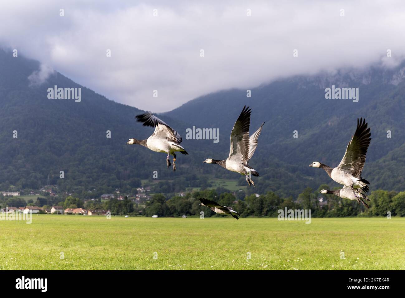 ©PHOTOPQR/LE DAUPHINE/Grégory YETCHMENIZA ; Doussard ; 20/08/2021 ; Grégory YETCHMENIZA / LE DAUPHINE LIBERE / Photopqr DOUSSARD (HAUTE-SAVOIE) le 20 AOÛT 2021 Voler avec des oiseaux migrateurs, pour Dominique Cruciani c'est chose faite. Dominique Cruciani, gérant de Delta Evasion vole entouré de ses Bernaches nonnette. A peine l'ULM décolle que 7 oies se mettent en formation autour de lui pour une envolée poétique à plus de 800 mètres. - FRANCE, HAUTE-SAVOIE DOUSSARD - AUGUST 20, 2021 Dominique Cruciani manager of Delta Evasion Flies with migratory birds  Stock Photo