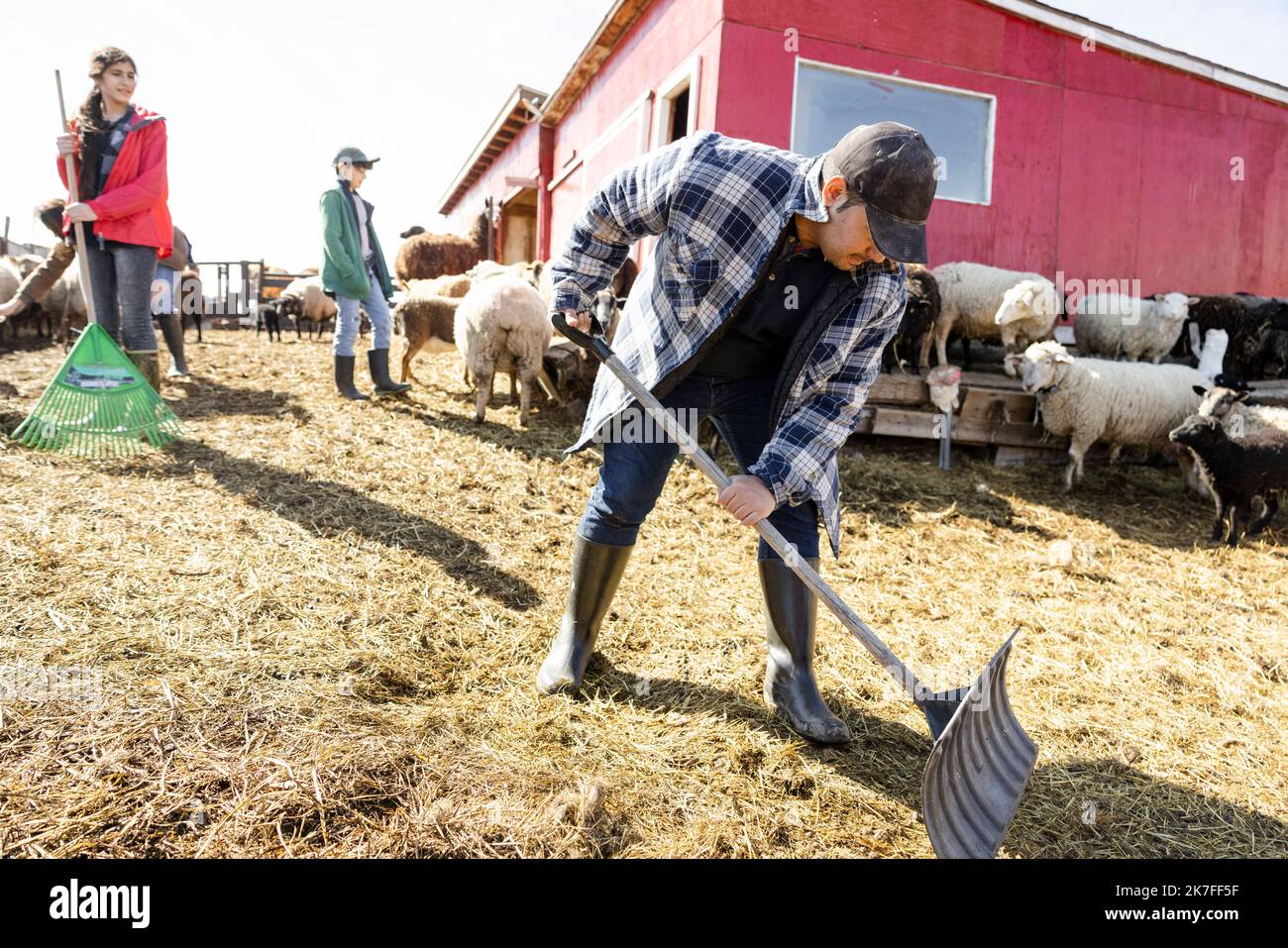 Family cleaning sheep pen on sunny farm Stock Photo Alamy