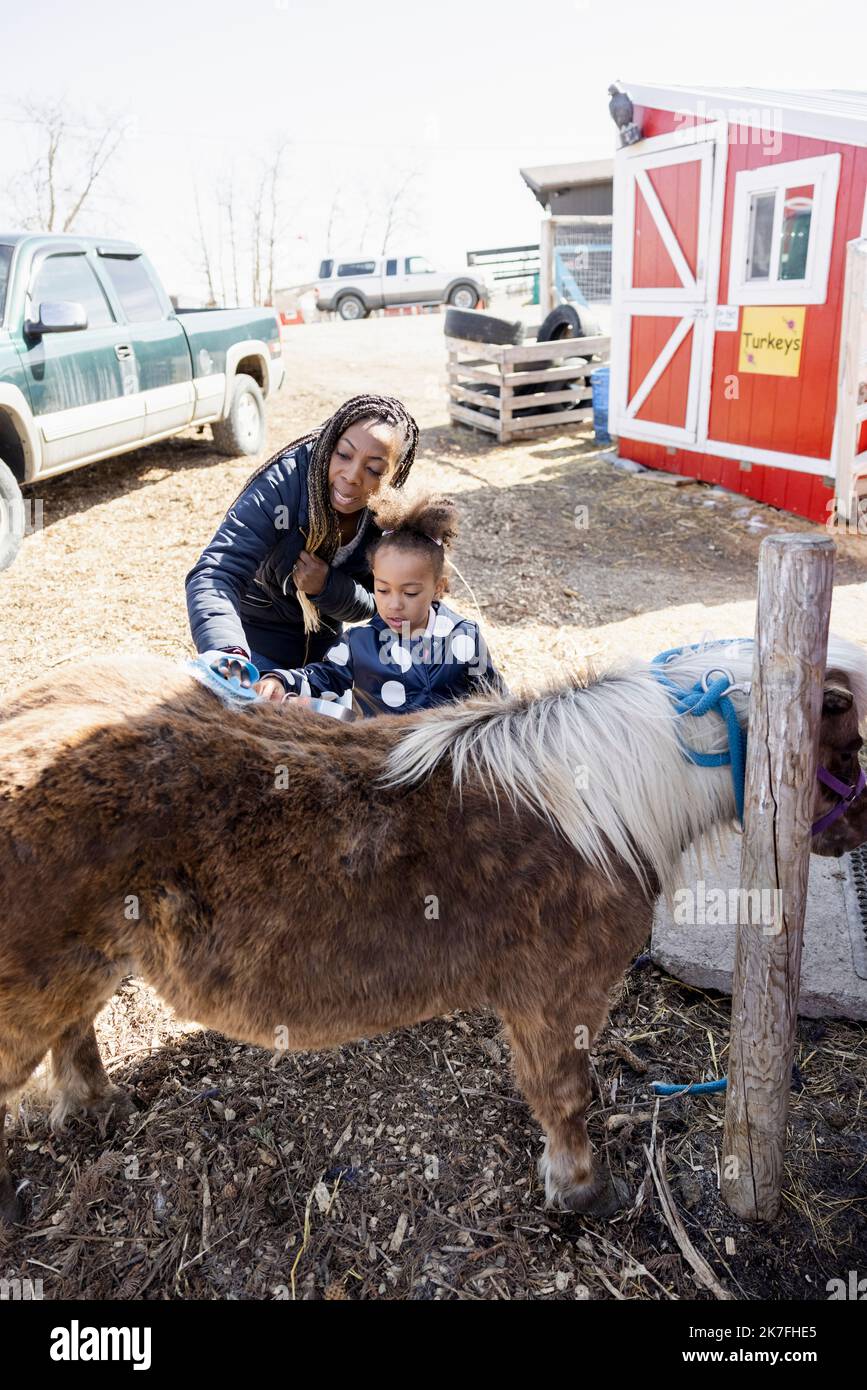 Mother and daughter brushing Shetland pony on farm Stock Photo Alamy