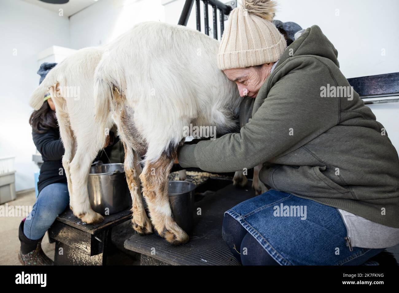 Female farmer milking goat in barn Stock Photo Alamy