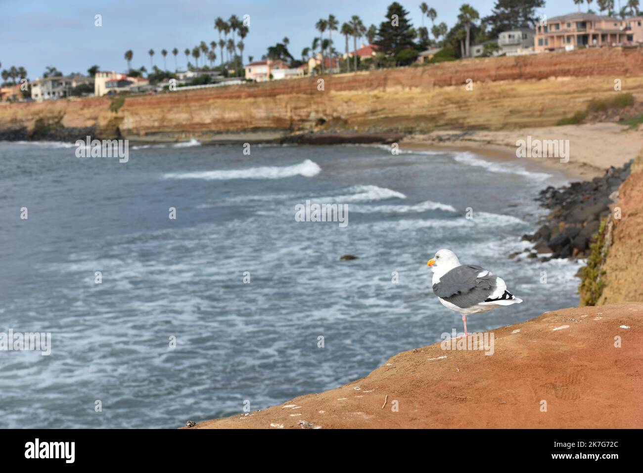 Particular at Sunset Cliffs, San Diego Stock Photo