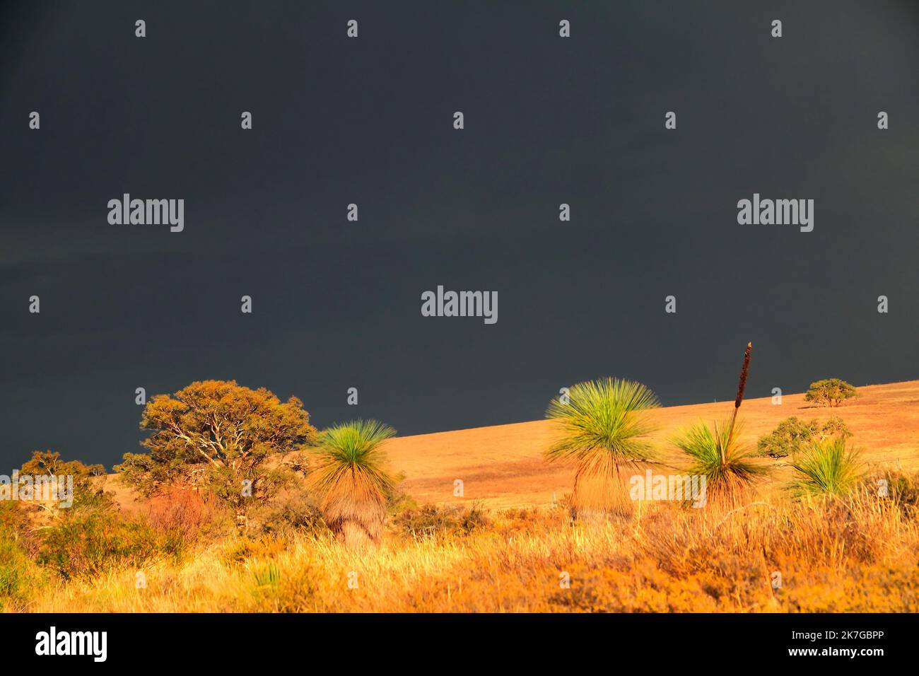 Storm over Farmland with Grass trees in foreground ( Xanthorrhoea preissii ), Eneabba, Western Australia Stock Photo