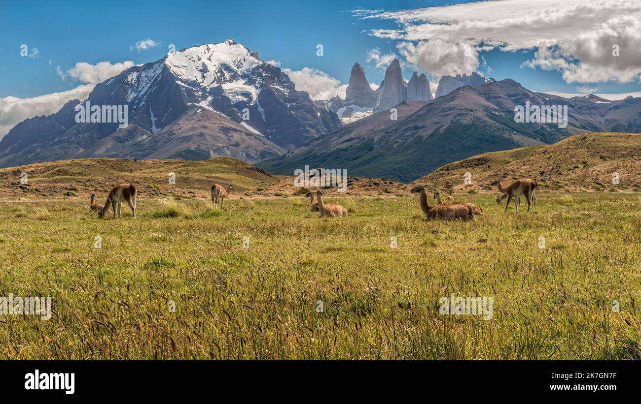Wide shot of a herd of Guanacos grazing and resting in the foothills of Torres del Paine with the Paine Grande and Cuernos Del Paine in the background Stock Photo