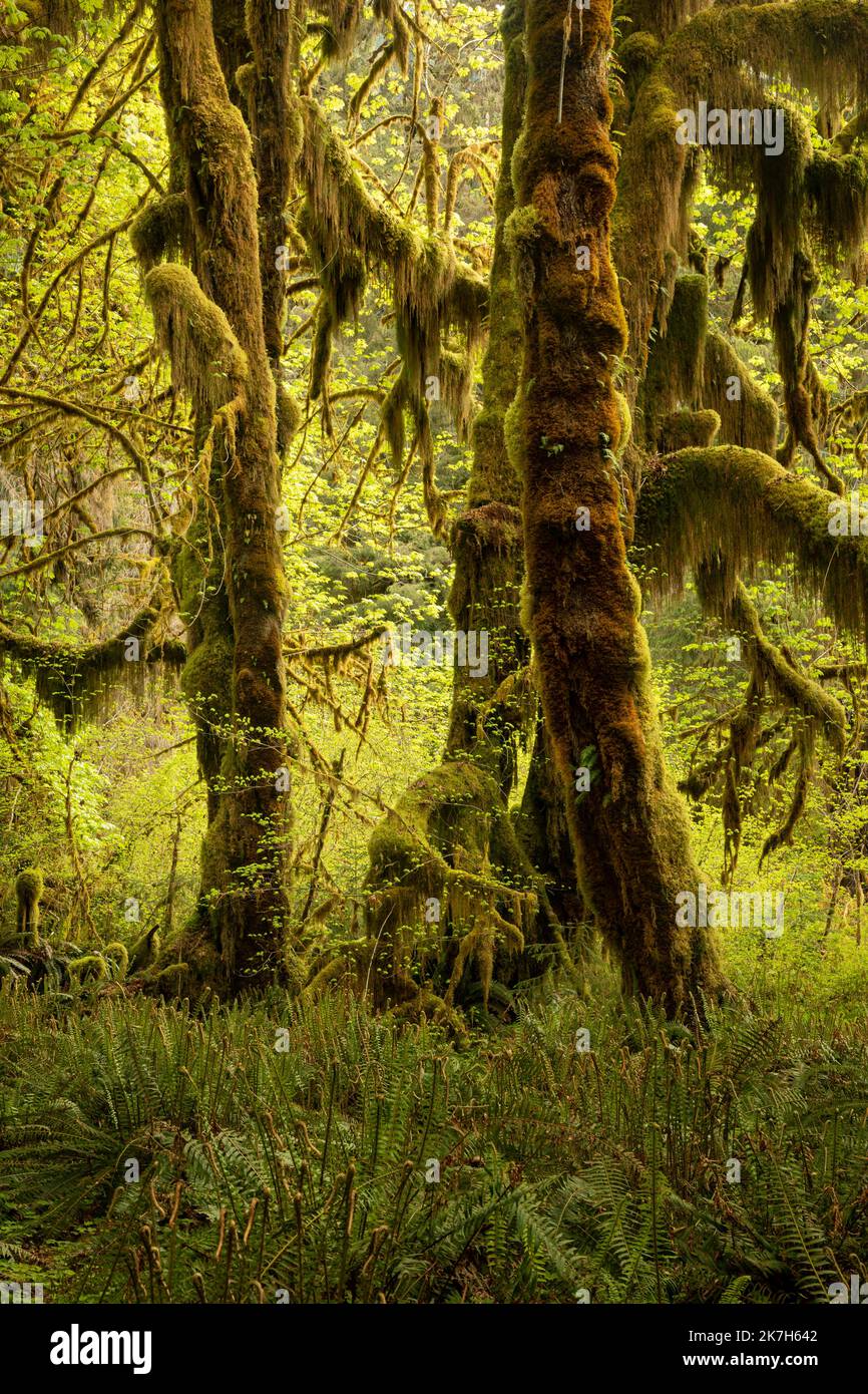 olympic-nationa-park-leaf-hi-res-stock-photography-and-images-alamy