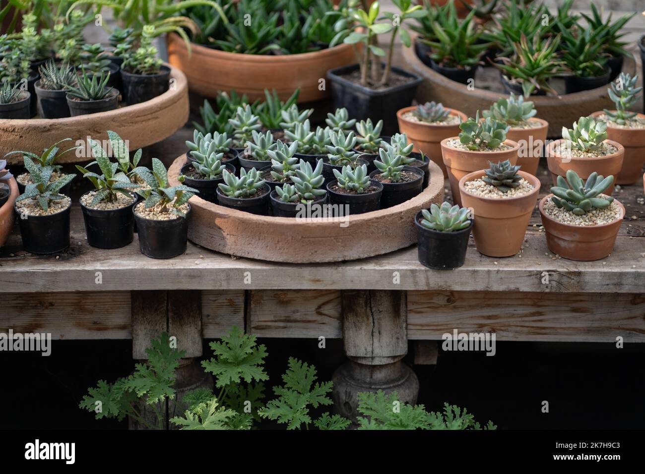 Cozy plant store with planter pots on wooden showcase. Home floral
