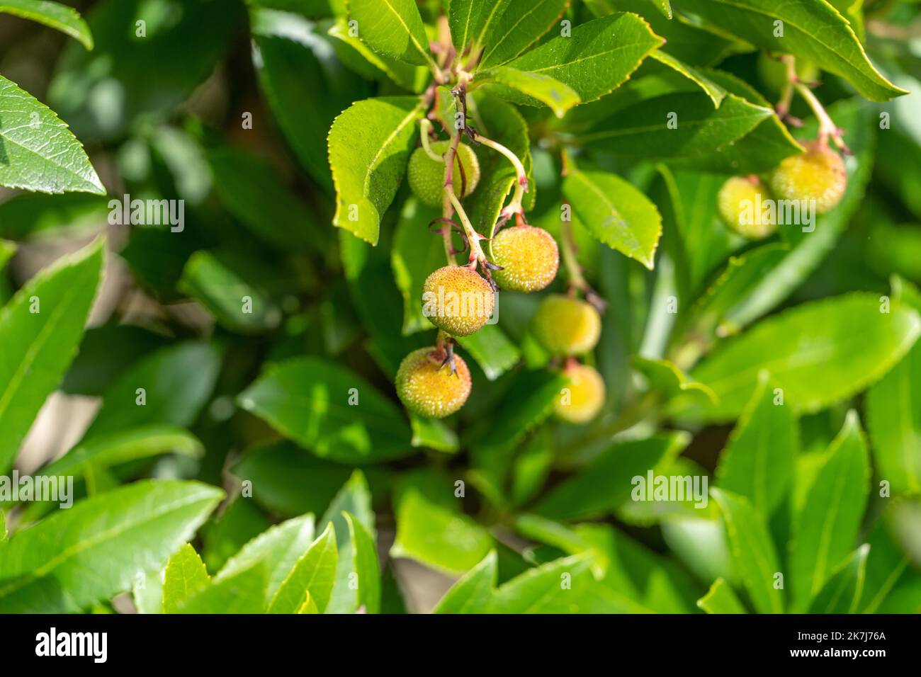 A close up of small bunch of unripe fruit of the Irish strawberry tree