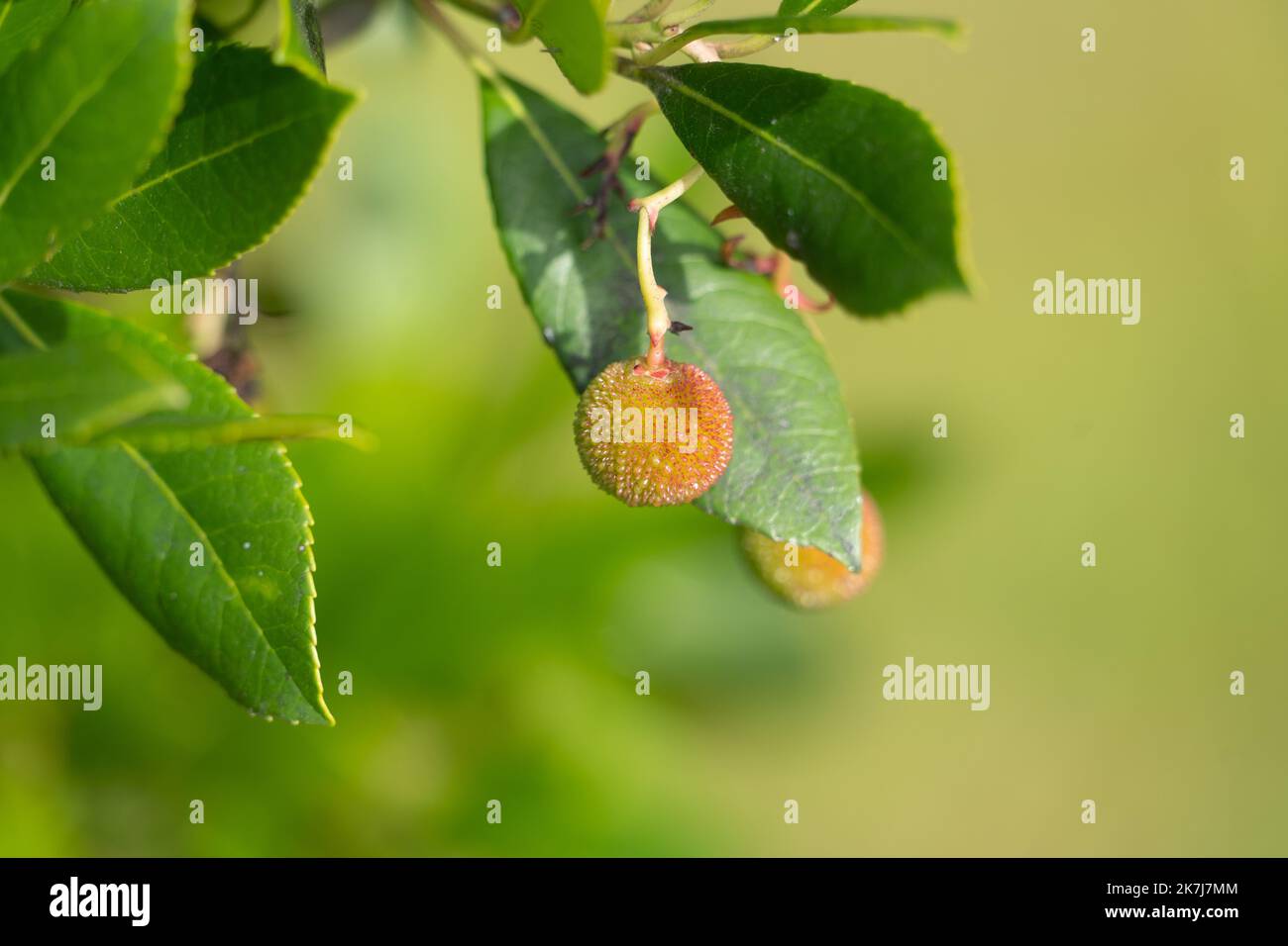 Close up of the leaves and unripe fruit of the Irish strawberry tree