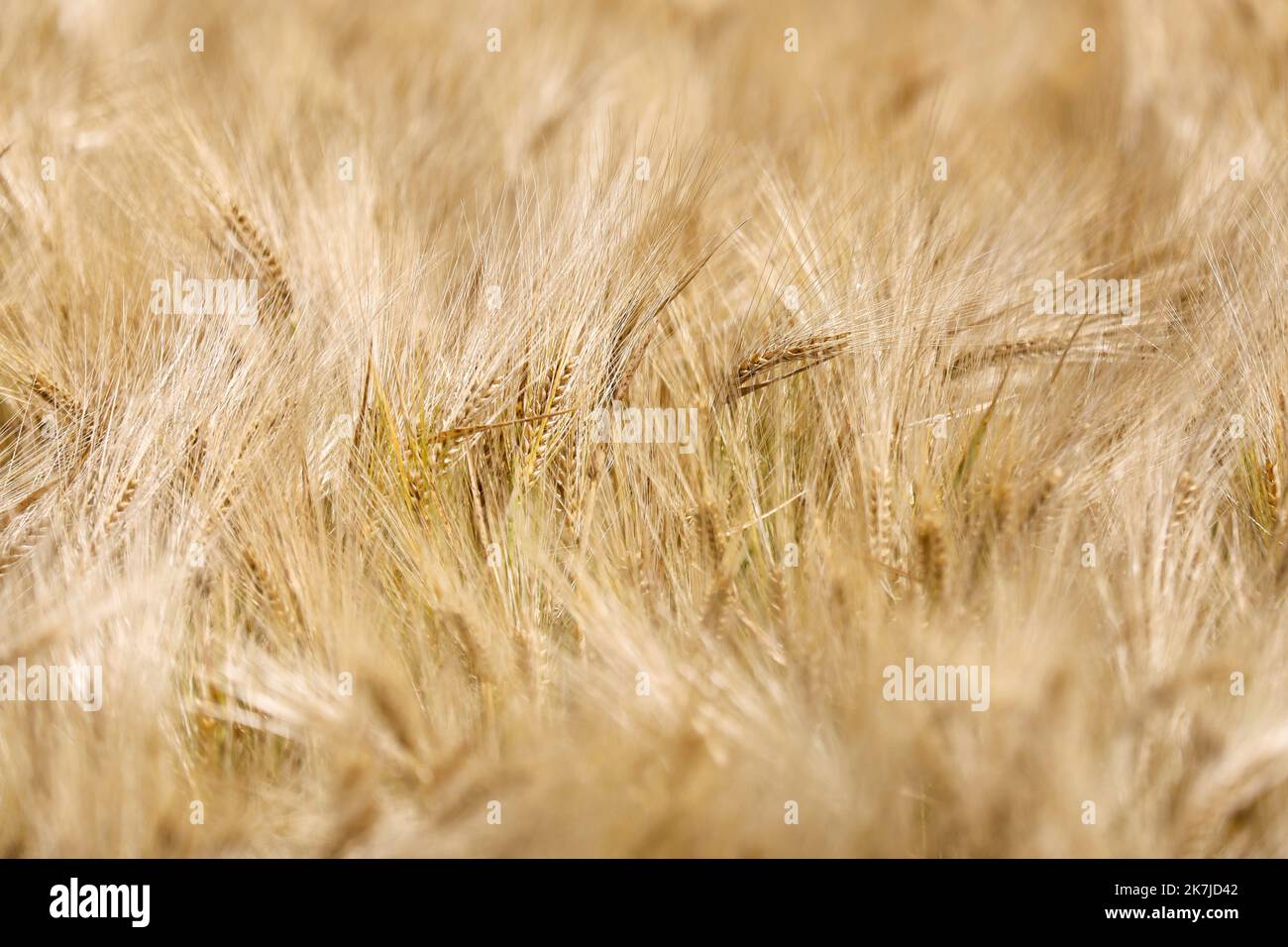 ©PHOTOPQR/VOIX DU NORD/Thierry Thorel ; 22/06/2022 ; Linselles - Le 22 juin 2022 : un champ de ble dans la campagne de la Vallee de la Lys - Photo : Thierry THOREL / La Voix du Nord - STOCK PICTURE a wheat field in the countryside in northern France Stock Photo