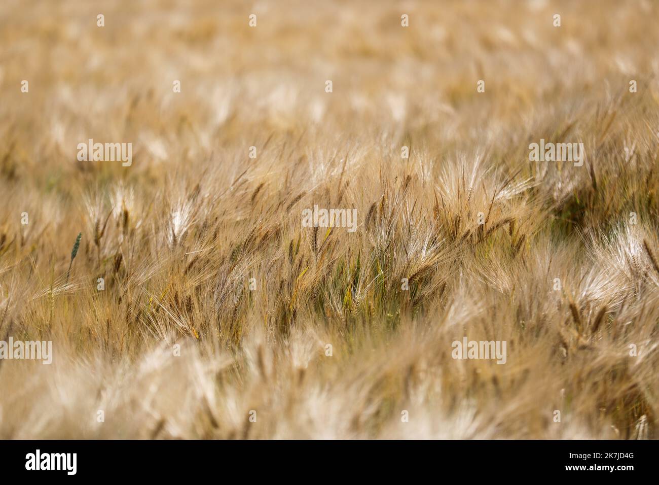 ©PHOTOPQR/VOIX DU NORD/Thierry Thorel ; 22/06/2022 ; Linselles - Le 22 juin 2022 : un champ de ble dans la campagne de la Vallee de la Lys - Photo : Thierry THOREL / La Voix du Nord - STOCK PICTURE a wheat field in the countryside in northern France Stock Photo