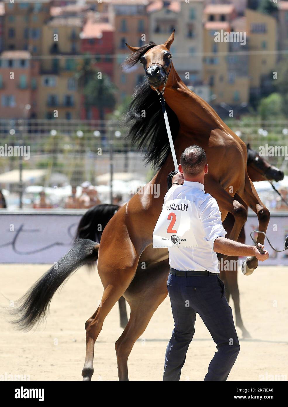 MENTON : Championnat du pur-sang arabe de la Méditerranée et des pays