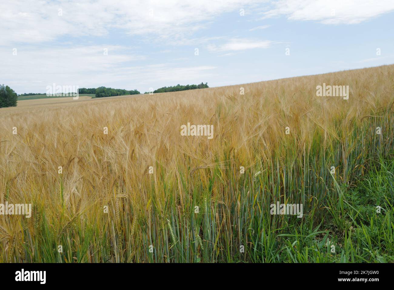Cosses de blé Photo Stock - Alamy