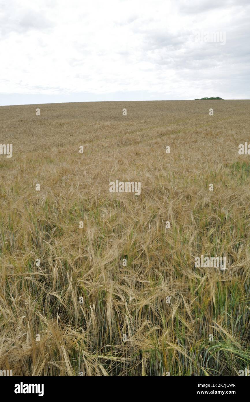 ©Alain Delpey/MAXPPP - SENAIDE 30/06/2022 France, Grand Est, le 30 juin 2022, Un champs de cereale de ble avant la moisson en été. France, Grand Est, June 30, 2022, A wheat field before the harvest in summer.  Stock Photo