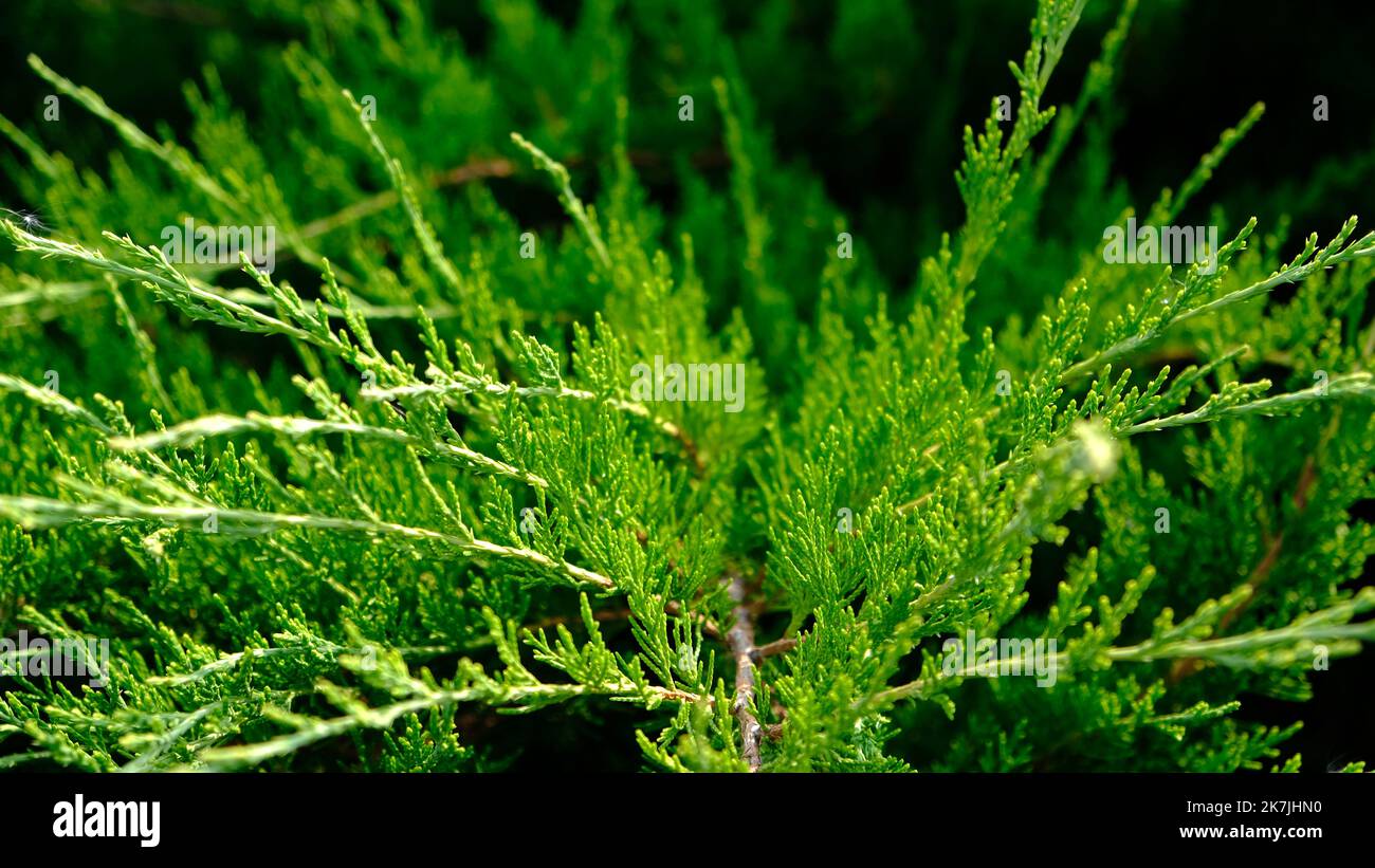 Beautiful fresh green leaves of Juniper Cossack - Juniperus sabina, is coniferous shrub.  Stock Photo