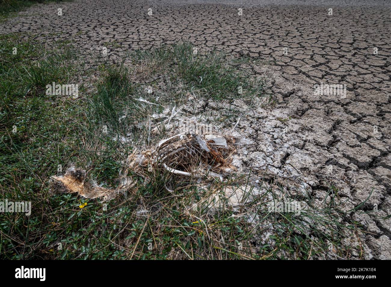 Â©PHOTOPQR/SUD OUEST/XAVIER LEOTY ; La Rochelle La Rochelle ; 13/08/2022 ; ILLUSTRATION CANICULE SECHERESSE CHALEUR Le cadavre d'un oiseau mort dans le marais dÃ©sechÃ© du pays rochefortais. Yves, le 13 08 2022. PHOTO XAVIER LEOTY heat wave in France August 13, 2022  Stock Photo