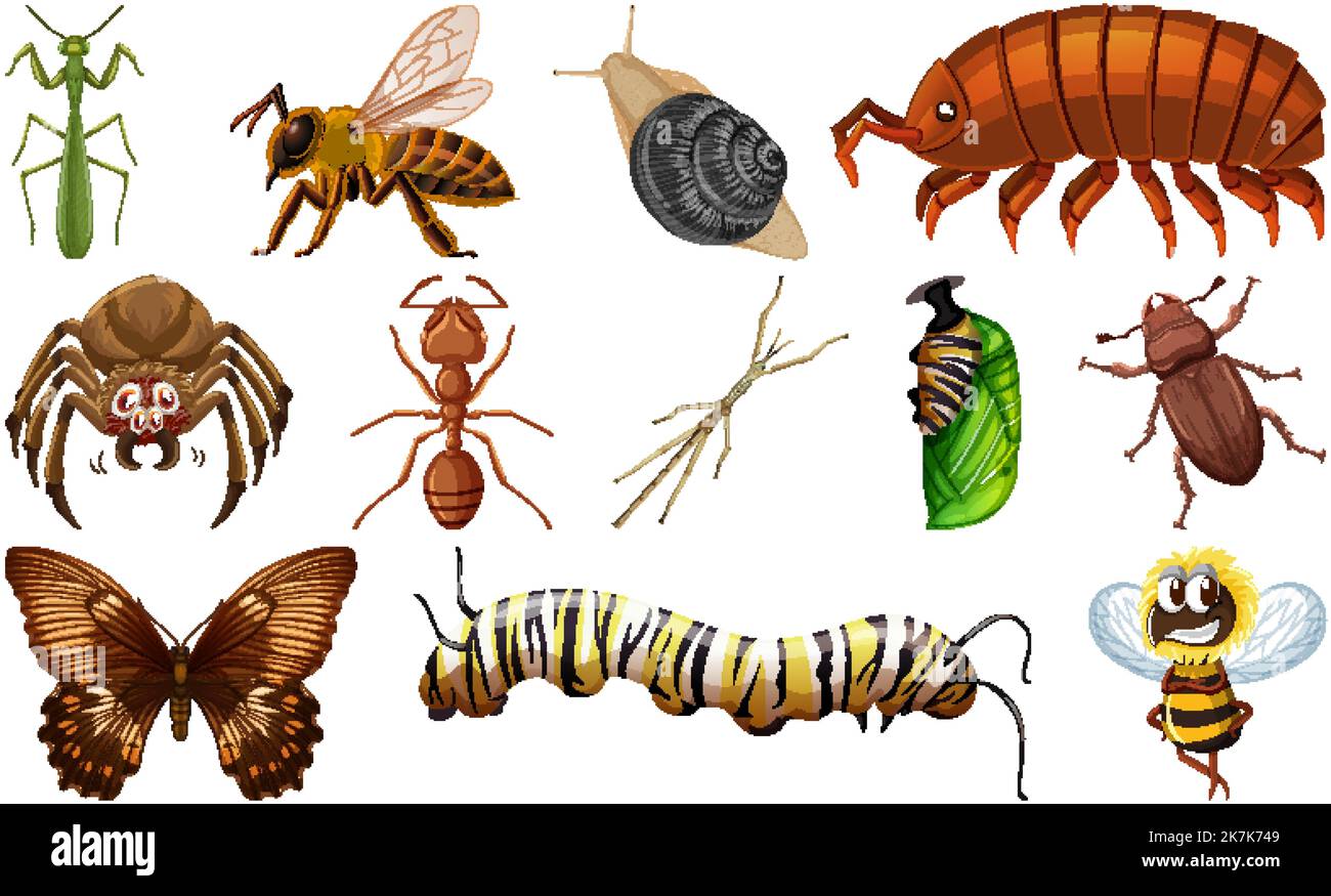 All Insects Types Different kinds of insects collection illustration Stock Vector Image ...