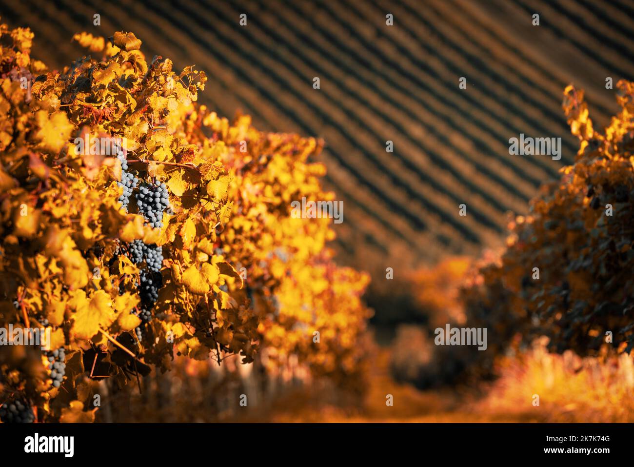 Vineyards at sunset in autumn harvest. Ripe grapes in fall. Stock Photo
